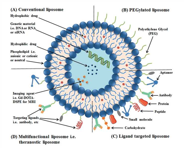 Conventional Liposomes Are Made of Phospholipids.