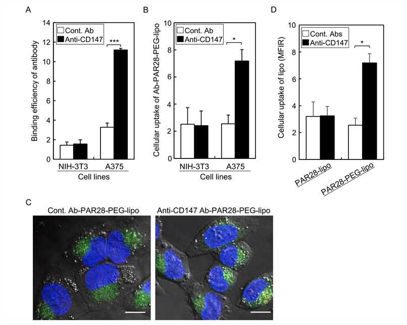 Cellular Uptake And Distribution of Antibody-modified Liposomes.