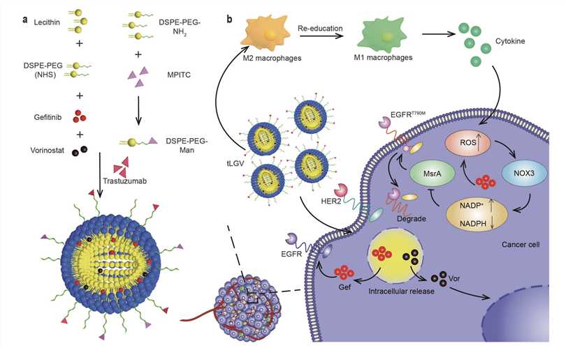 Schematic Illustration of The Codelivery Liposome Structure And Immunotherapy Mechanism. 