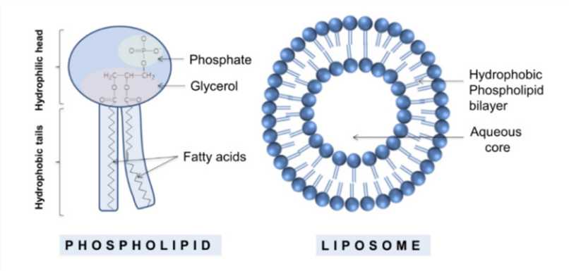 Schematic Representation of a Liposome. 