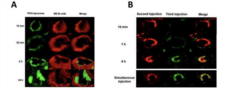 Kinetics of Nanoparticle Diffusion into the Spleen During the Accelerated Blood Clearance (ABC) Phenomenon.