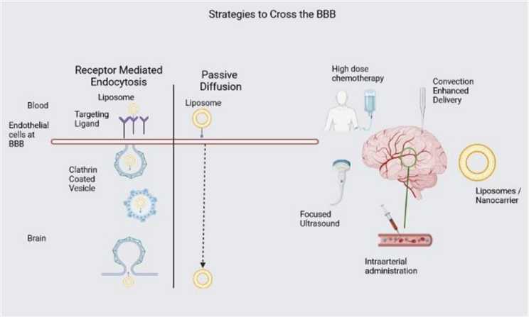 Schematic Illustration of Strategies to Cross the BBB. 