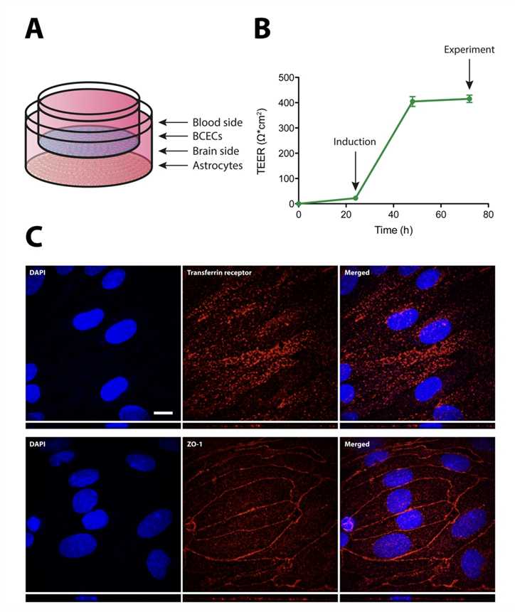Setup and Characterization of the in vitro Model of the BBB Based on Primary Rat BCECs and Astrocytes. 