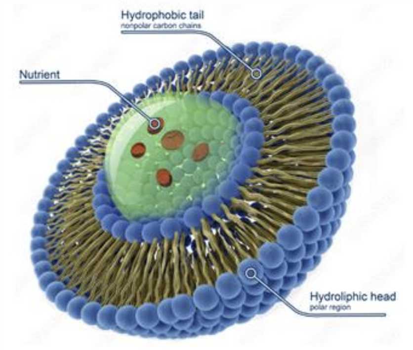 Structure of LLiposomes 