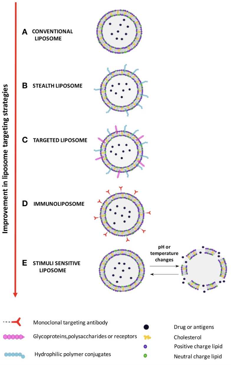 Improvement in Liposome Targeting Strategies.