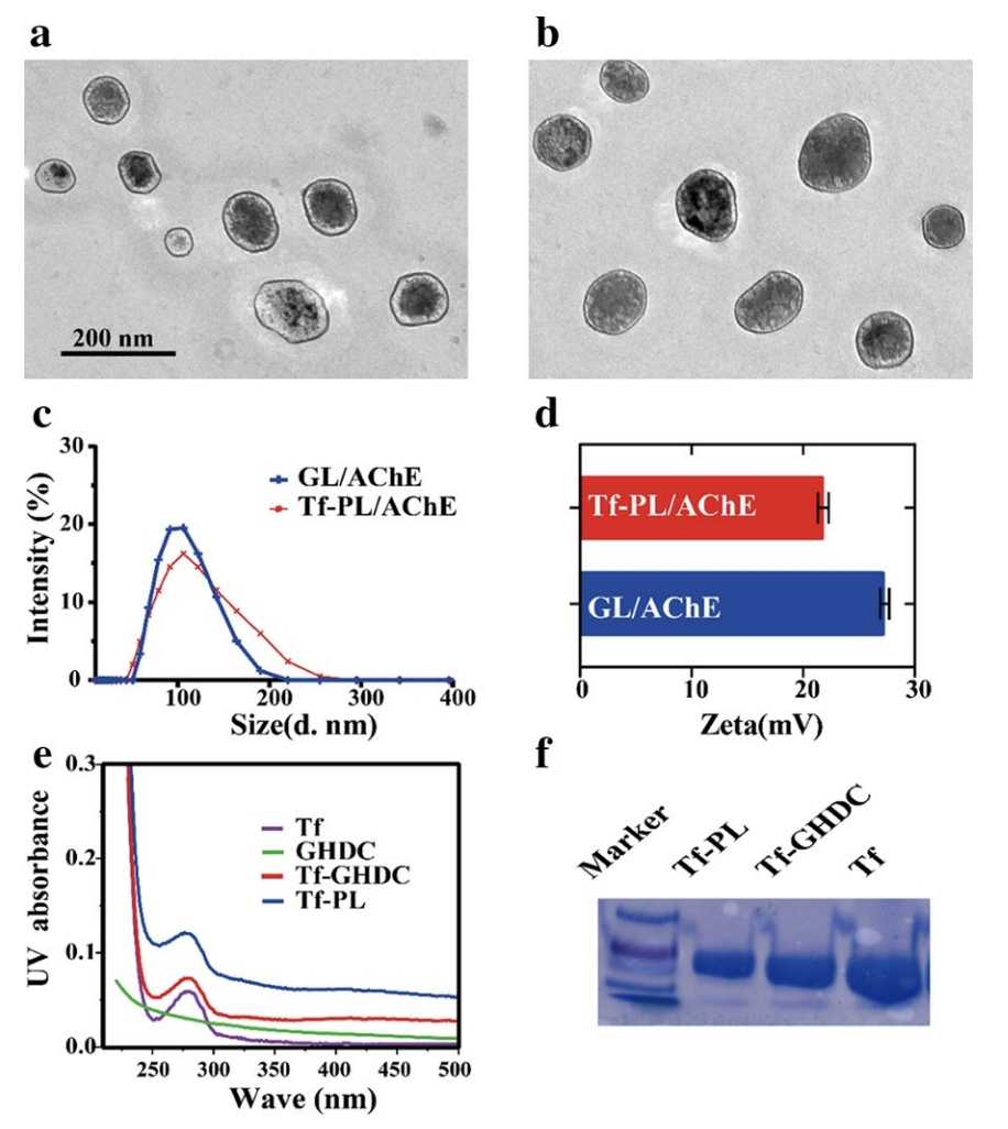Performance Characterization of Tf Liposomes. 