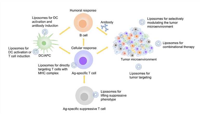 Liposome-based Treatment Used in Immunotherapy. 
