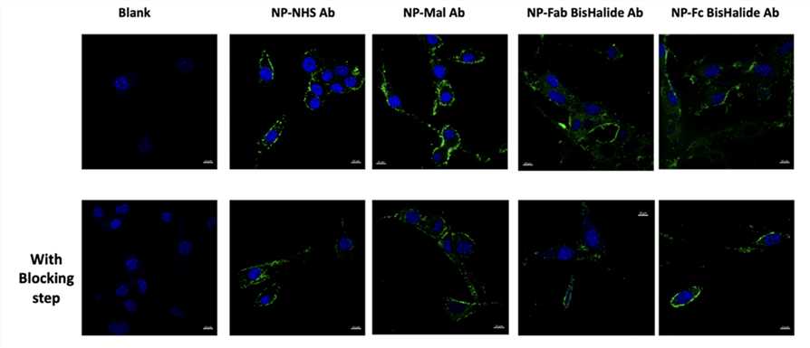 Appraisal of Cellular Binding and Uptake of NP Bioconjugates Using Confocal Microscopy.