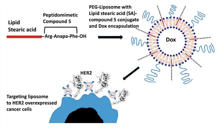 Schematic Diagram of Dox-encapsulated, a Lipid-peptide Conjugated Tagged Liposome. 