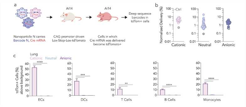 Helper Lipid Charge Influences LNP In Vivo Tropism At The Cellular Level. 