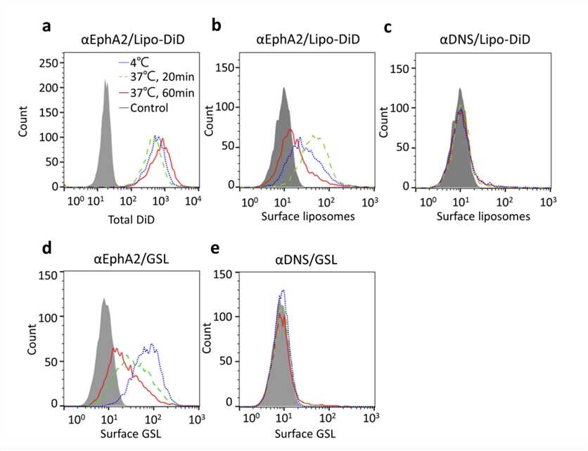 Internalization of αEphA2/GSL.