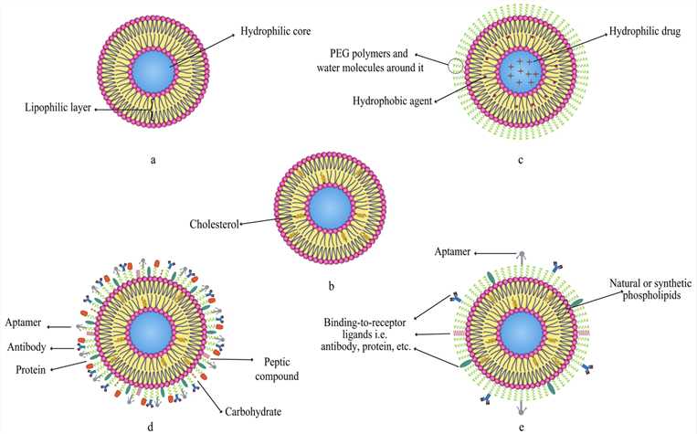 Various Kinds of Liposomes. 