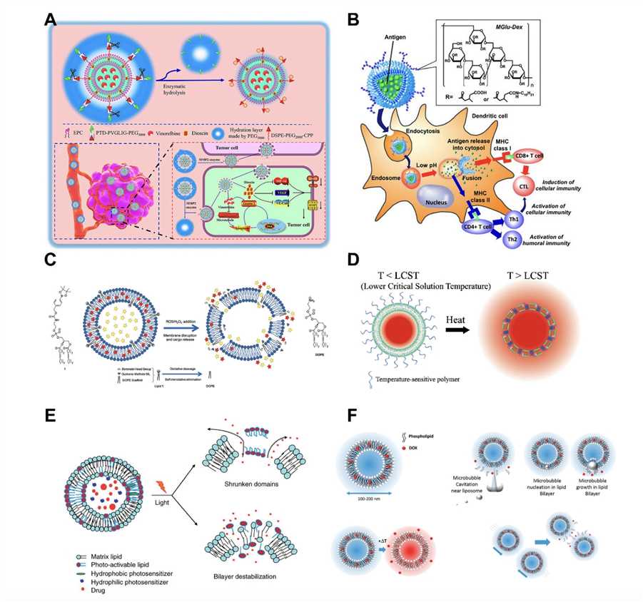 Demonstration Diagrams of Various Stimulus-responsive Liposomes. 