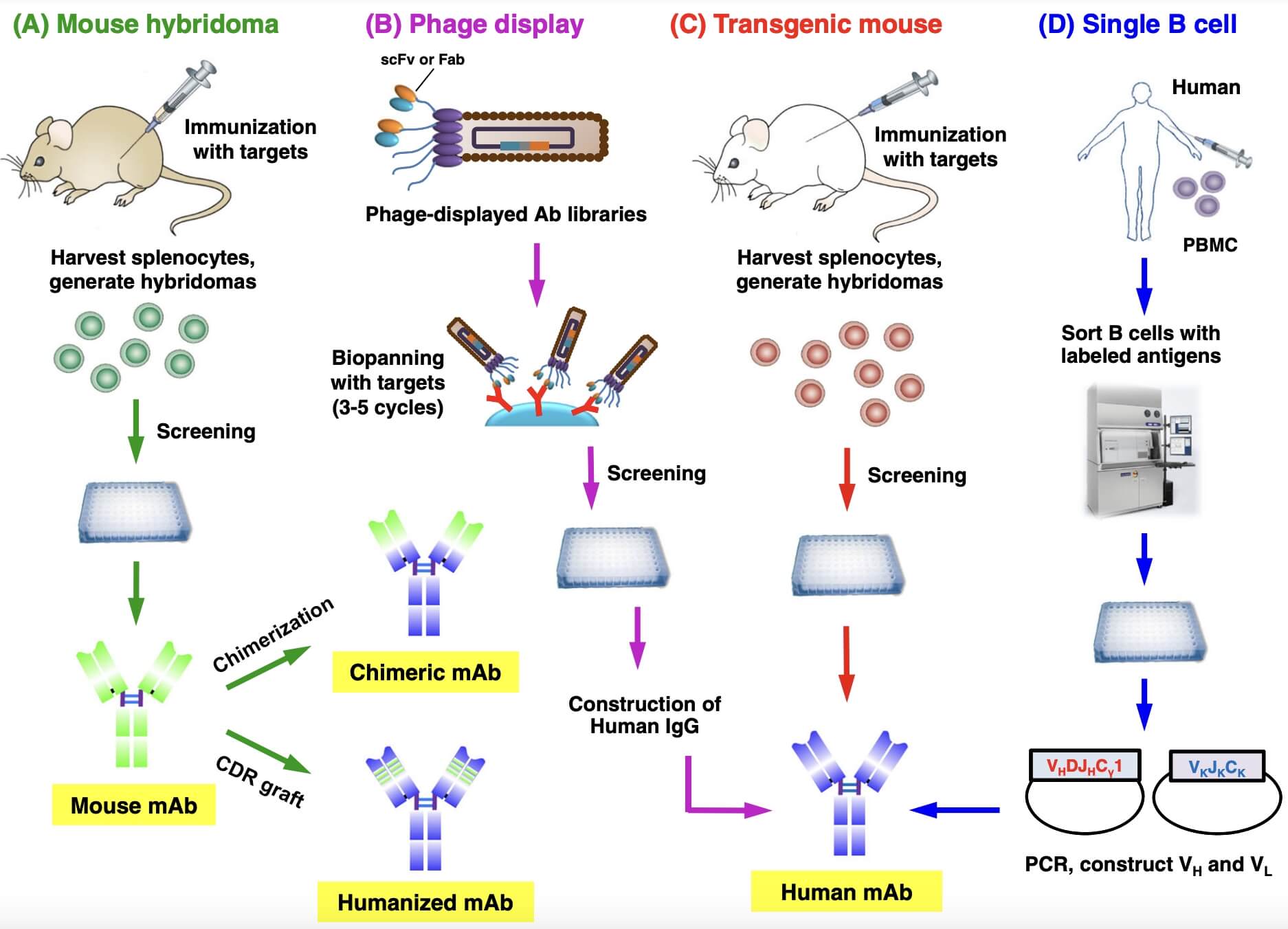 Approaches for the Development of Therapeutic Antibodies. (Lu, Ruei-Min, et al., 2020)