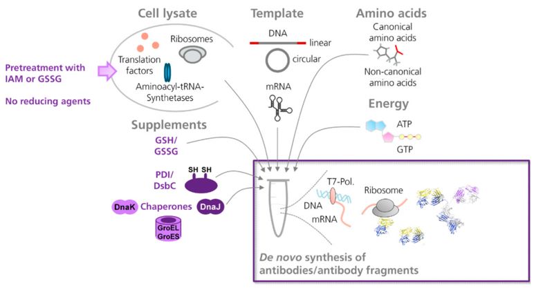 Recombinant Antibody Production in E. coli Cell-Free Systems (Stech & Stefan, 2015)
