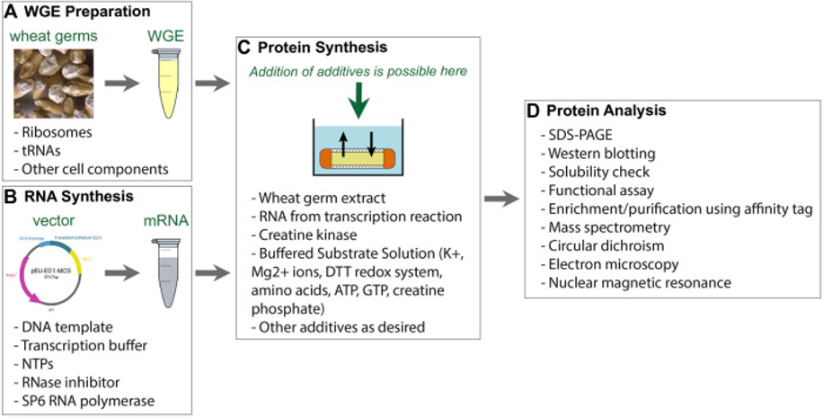 Workflow of wheat germ cell-free system. (Fogeron, et al., 2021)