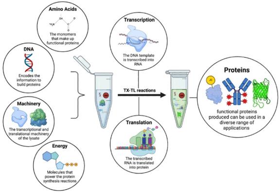 The components of a cell-free system. (Brookwell, et al., 2021)