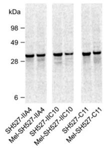 Qualitative analyses of cell-free synthesized scFv molecules. (Stech, et al., 2014)