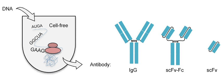 Schematic representation of the antibody production. (Stech, et al., 2017)