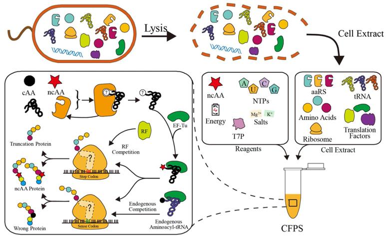 Schematic of cell-free system in ncAA incorporation. (Wu, et al., 2020)