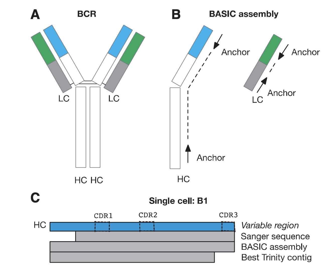 The BCR is a Large ‘Y’ Shaped Protein Complex Composed of Two Identical Heavy Chains (HC) and Two Identical Light Chains (LC). 