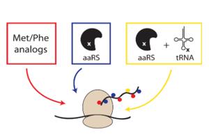 Labeling of Antibodies and Antibody Fragments with Non-canonical Amino Acids Service