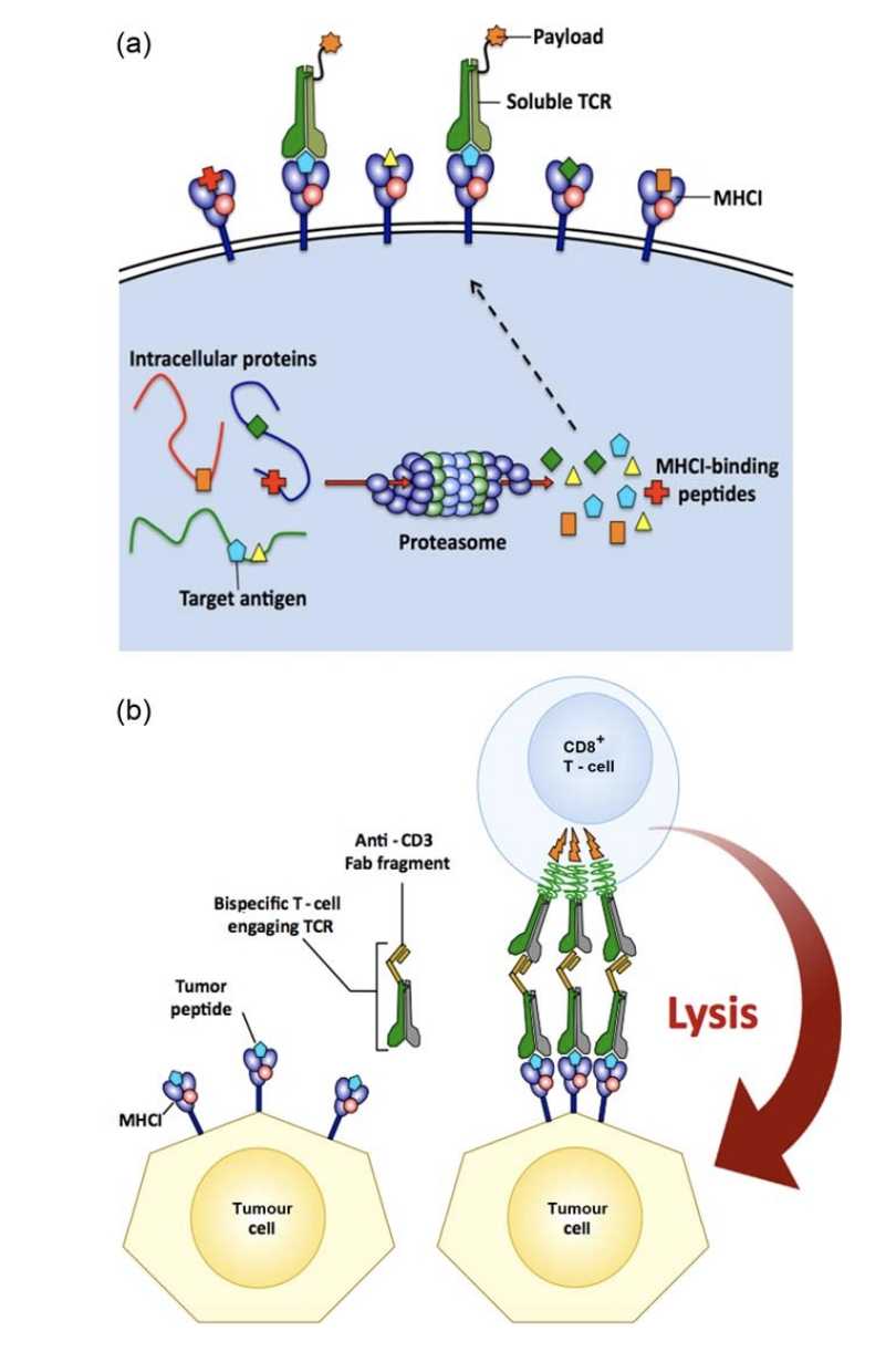 Soluble T cell receptor (TCR) Therapy. 