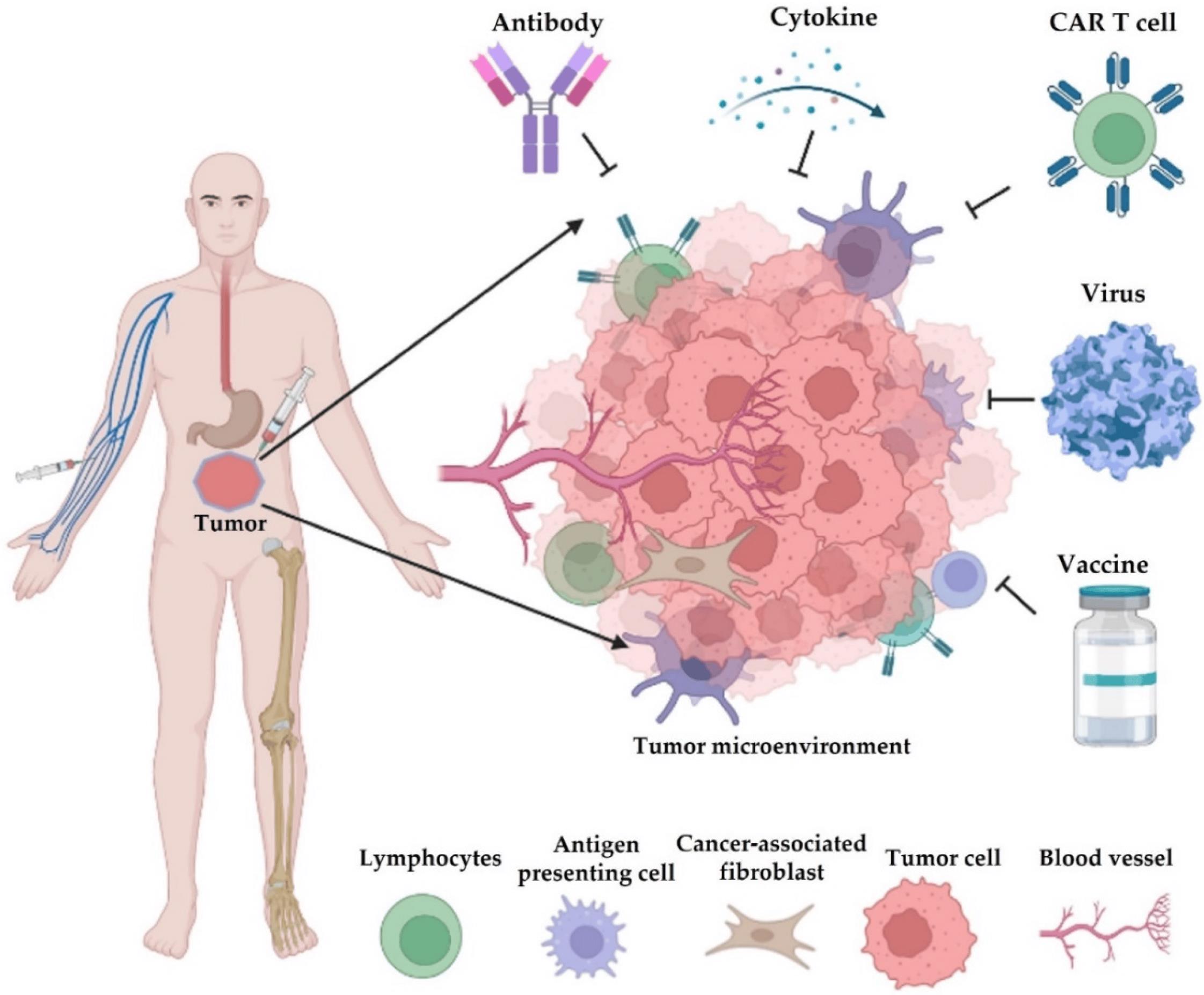 Figure 1 Different types of cancer immunotherapy. (Yang, 2022)