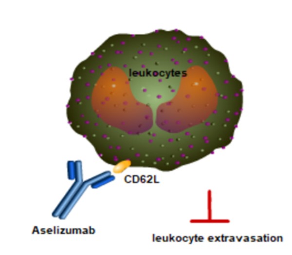 Figure 2. Proposed Mechanism of Action of Aselizumab (Creative Biolabs Original)