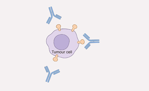 Creative Biolabs Original