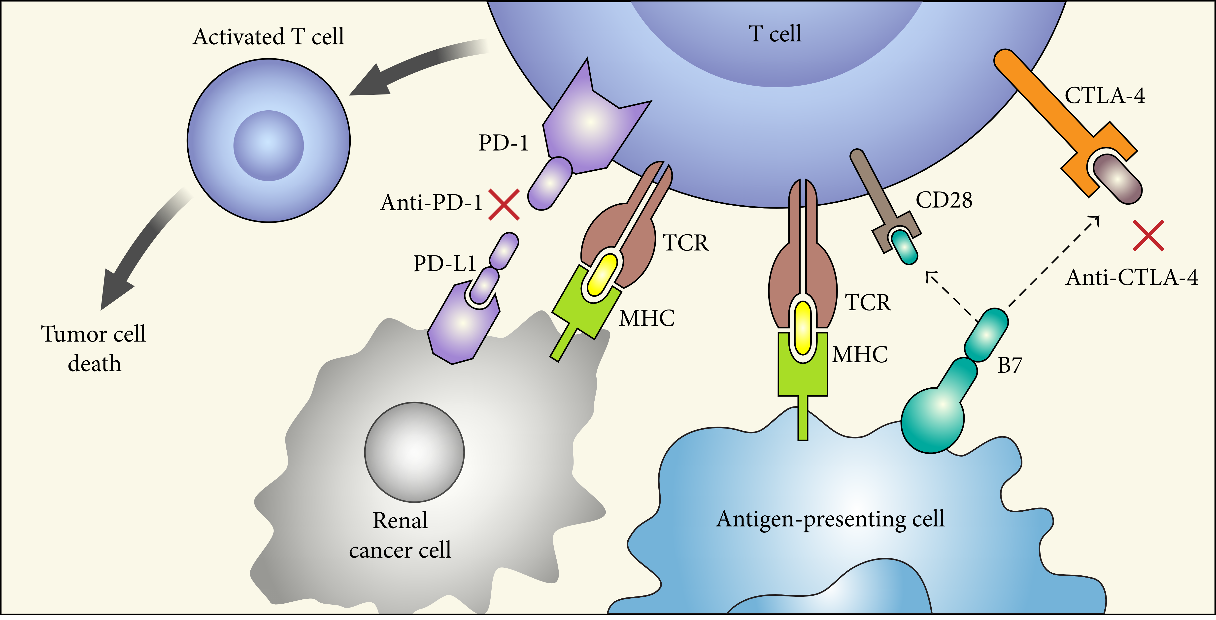 Figure 1 Mechanism of action of immune checkpoint inhibitors. (Lopez-Beltran, 2018) 