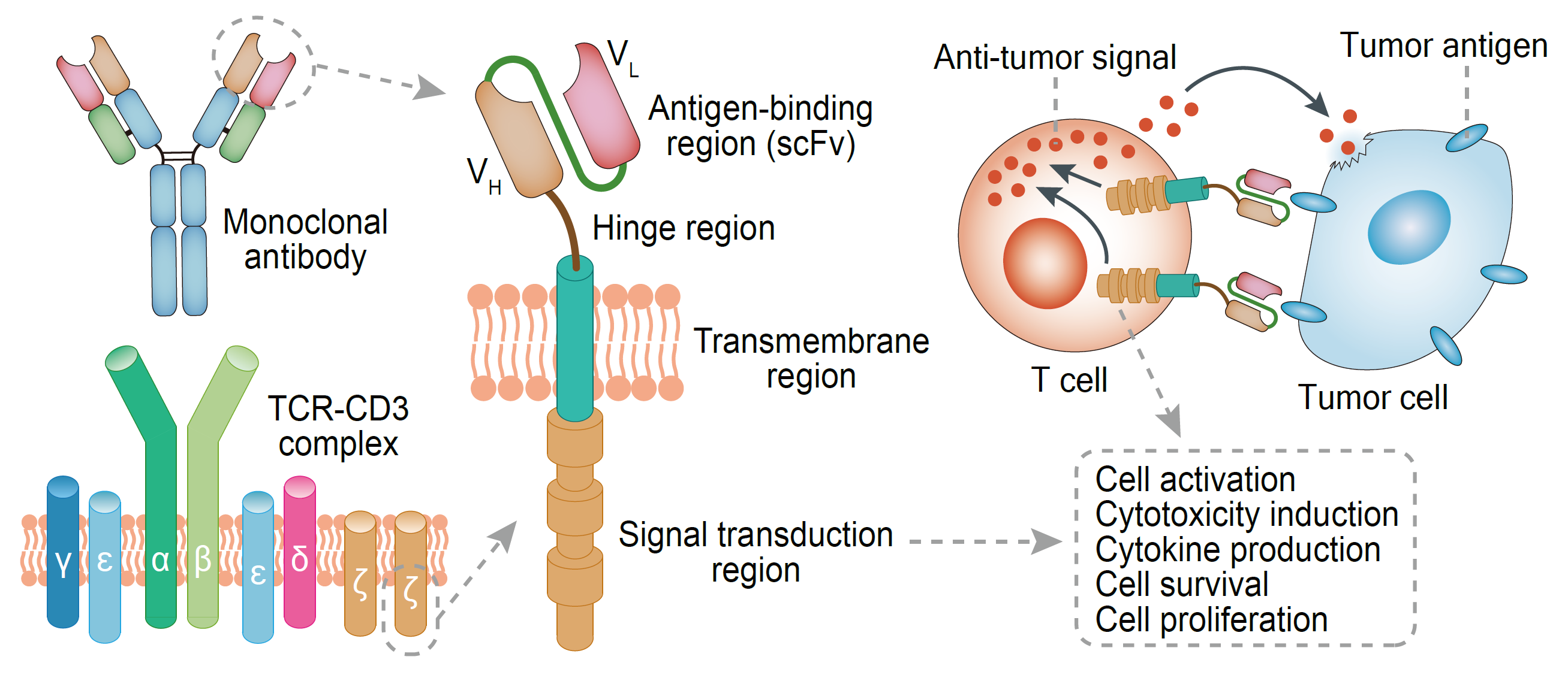 Figure 1 Structural and Functional Basis of chimeric antigen receptor (CAR)