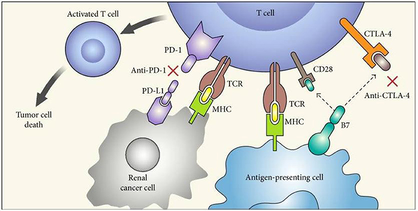 Figure 1 Mechanism of action of immune checkpoint inhibitors. (Lopez-Beltran, 2018)