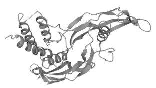 Figure 1. The Structural Features of Human RGMA (UniProt)