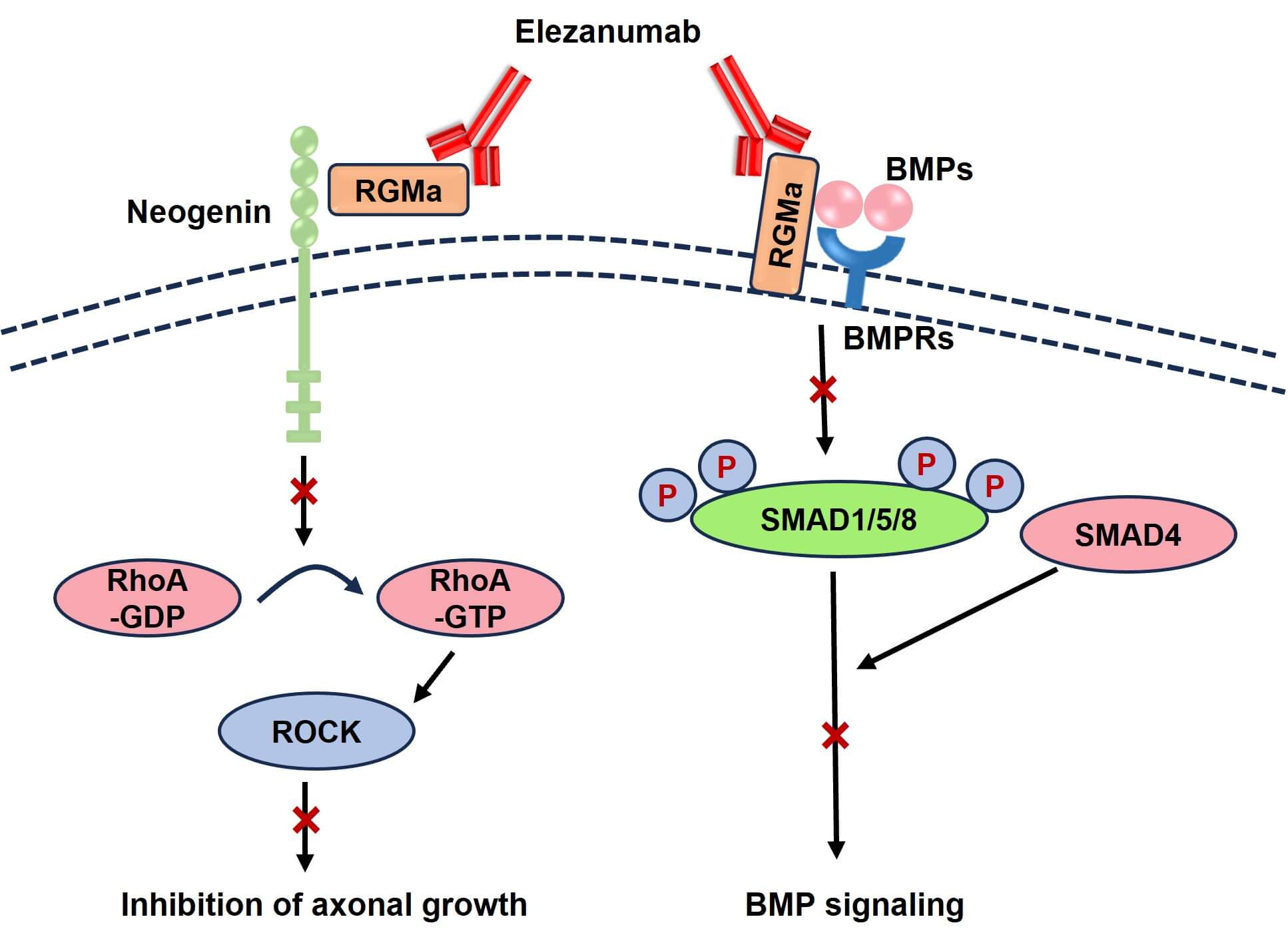 Figure 2. Elezanumab Binds to RGMa and Interferes RGMa-dependent Signaling Pathways (Creative Biolabs Original)