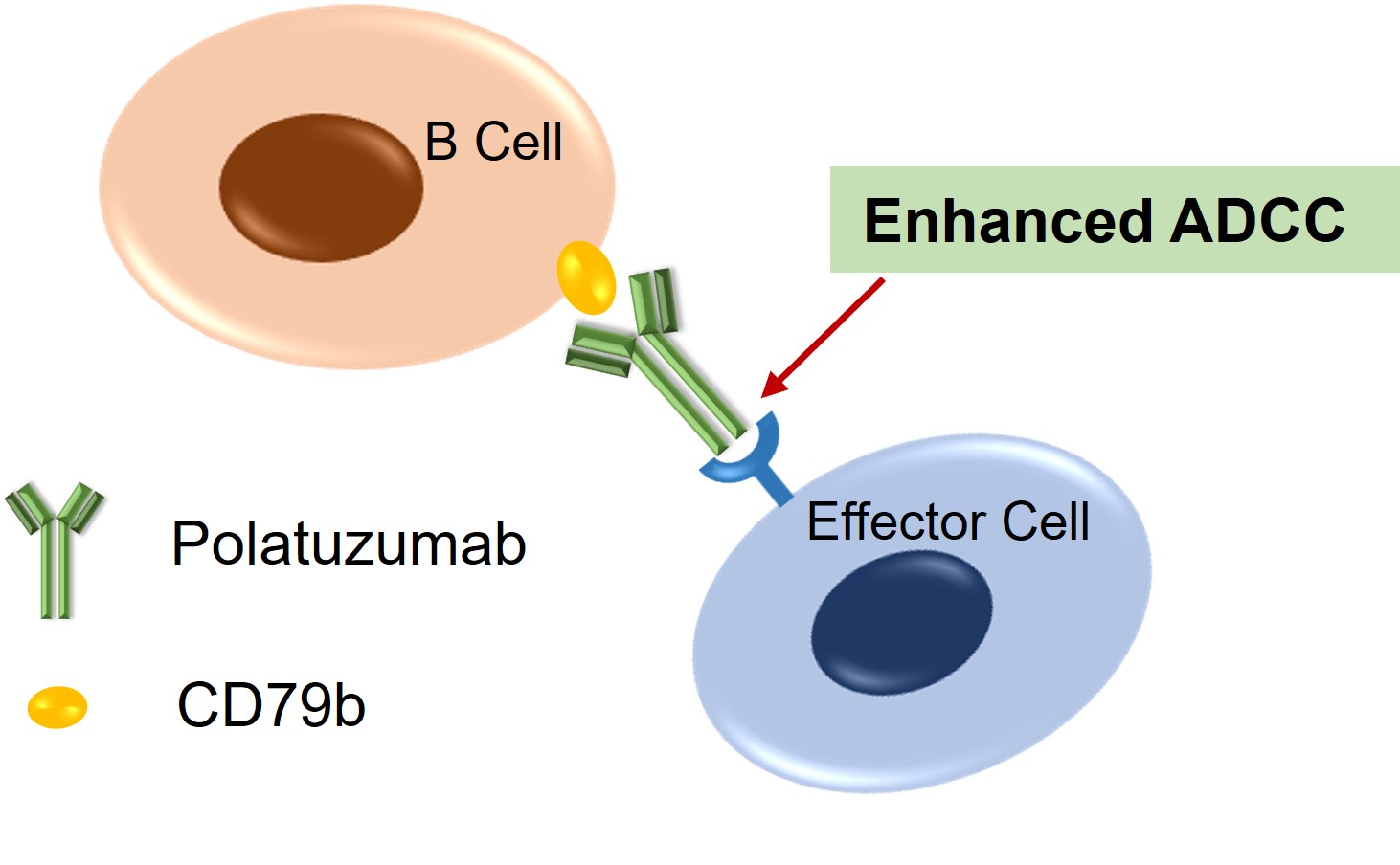 Figure 2. The Mechanism of Polatuzumab Action