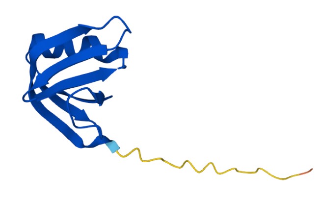 Figure 1. The Structural properties of Human SLT-I B Subunit (UniProt)