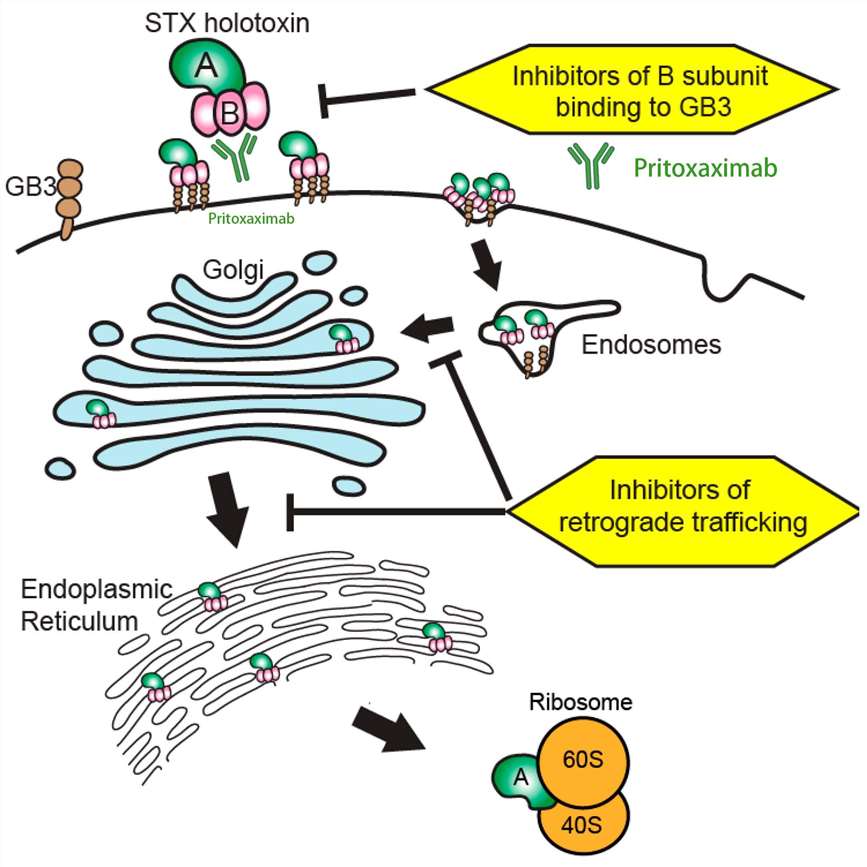 Figure 2. Pritoxaximab Targets the B Subunit of Stx1 and Hinders the Toxin from Interacting with Gb3 Receptors.