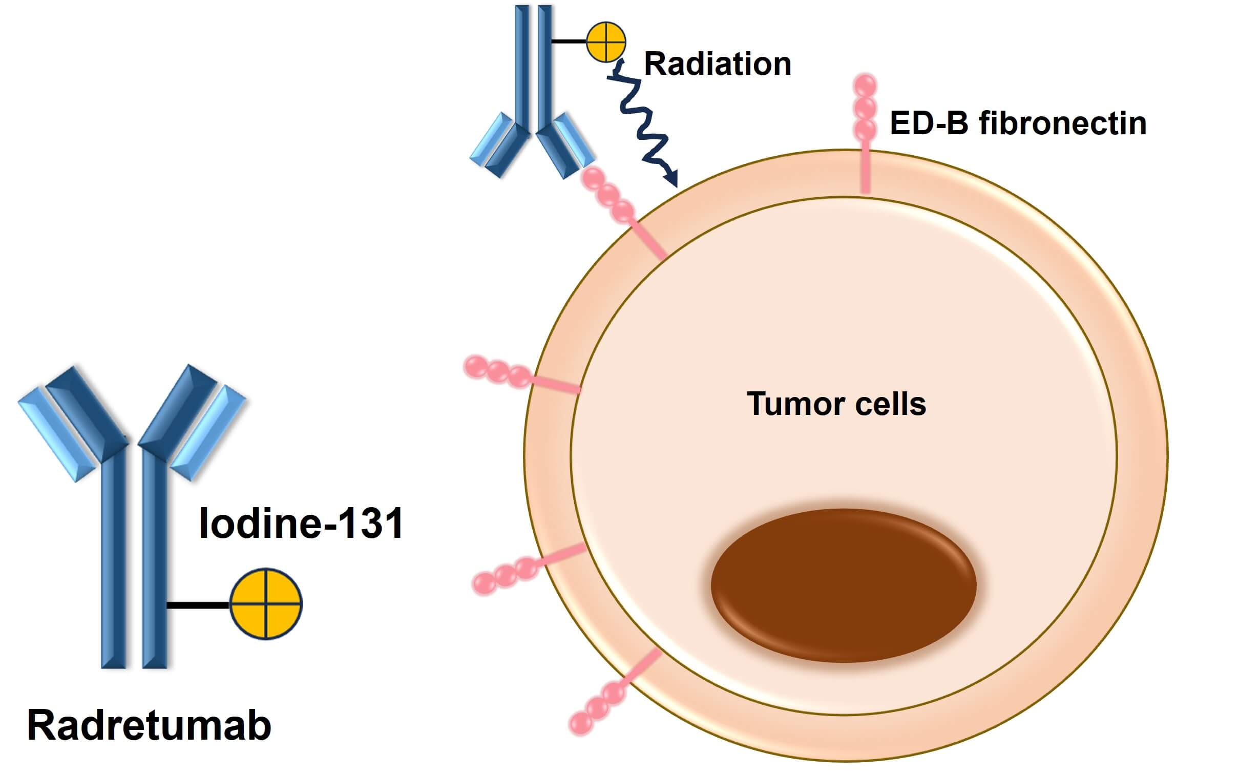 Figure 2. Radretumab Binds to ED-B Fibronectin and Enables Precise Radiation to Tumor Cells (Creative Biolabs Original)