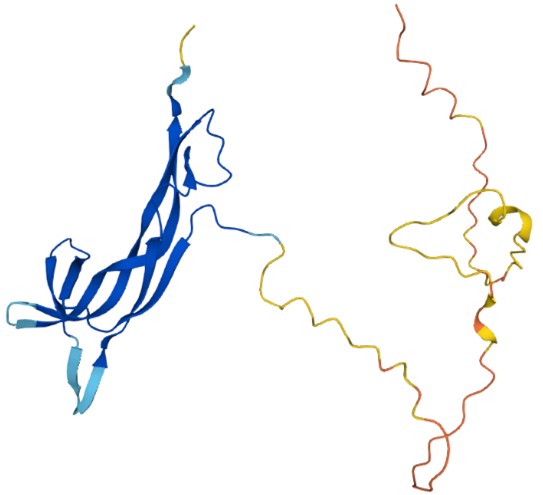 Figure 1. The Structural Properties of Dog Beta-nerve Growth Factor