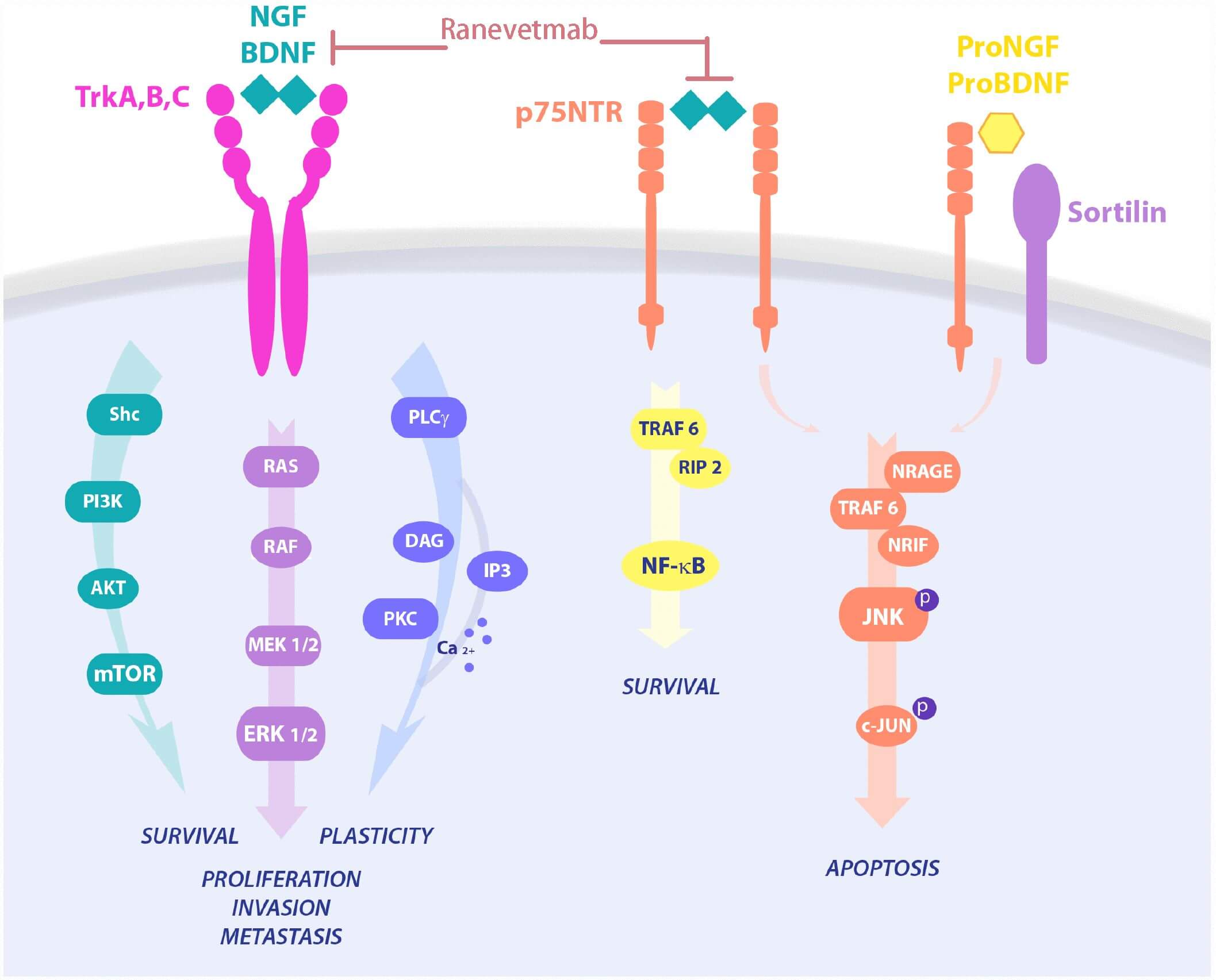 Figure 2. How Does NGF Activate Downstream Signals and the Proposed Mechanism of Action of Ranevetmab 