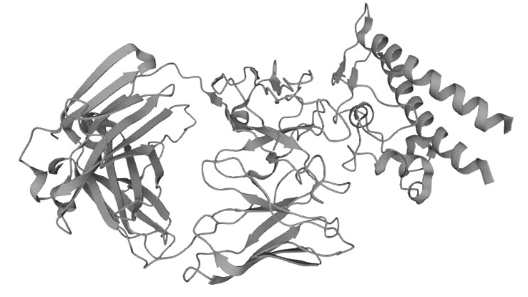 Figure 1. The Structural Features of Type III Secretion Protein PcrV