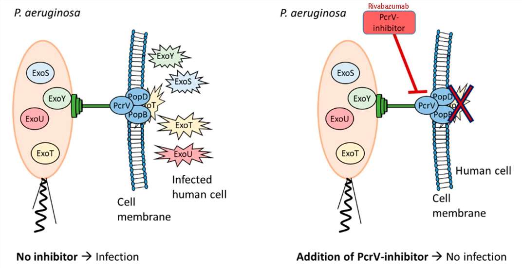Figure 2. Rivabazumab Targets the pcrV protein and Blocks T3SS, Preventing the Translocation of Effector Proteins