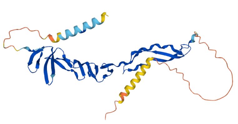 Figure 1. The Structural Features of Human R-spondin-3.
