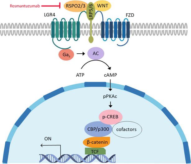 Figure 2. Rosmantuzumab Binds to RSPO3 and Disrupts the Downstream Wnt/β-catenin Signaling Pathway.
