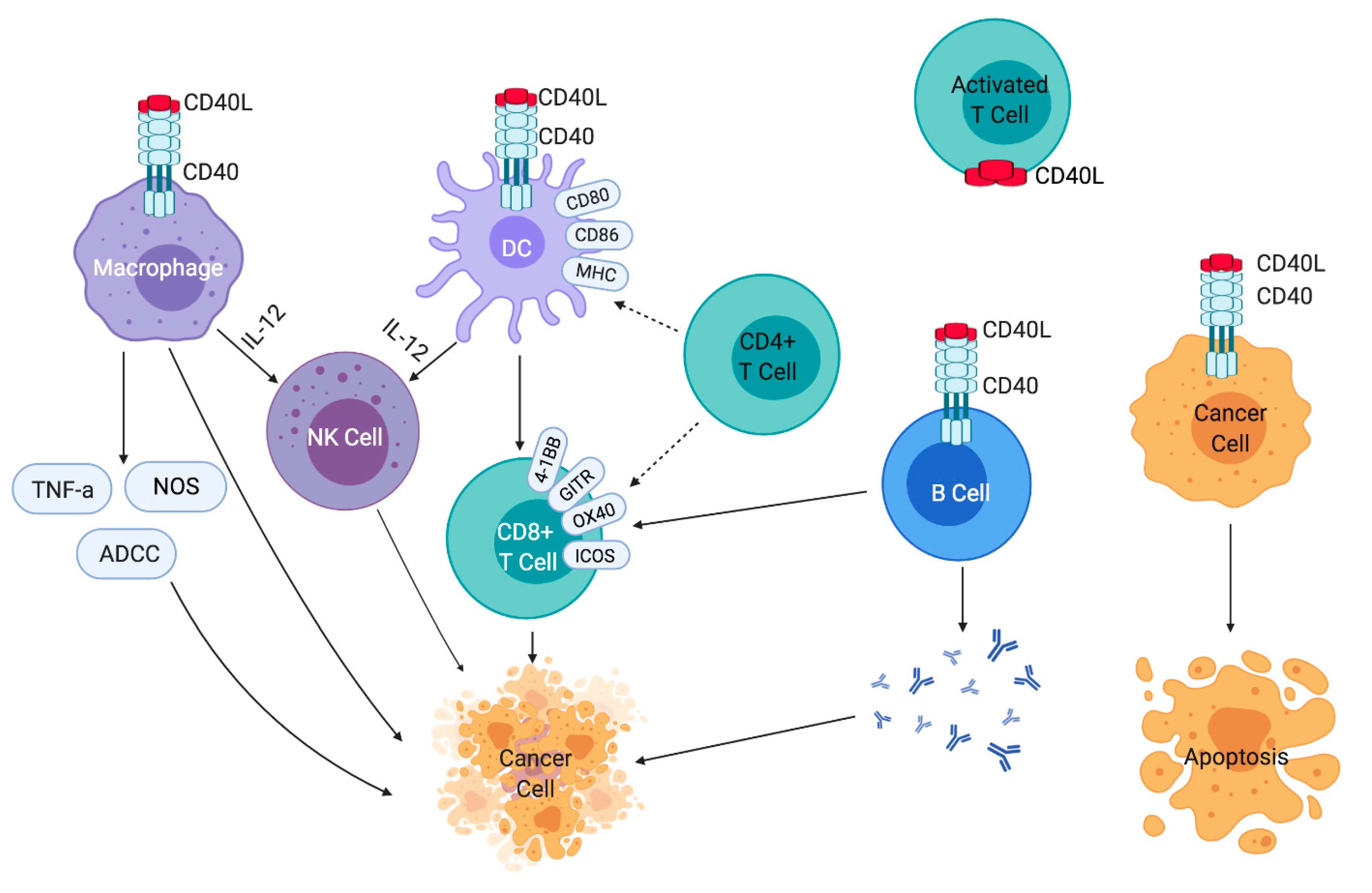 Figure 2. CD40-CD40L Signaling Pathway in Various Types of Cells