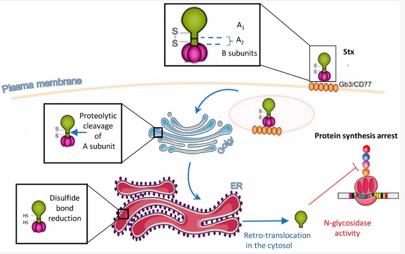 Figure 1. Setoxaximab Binds to Stx2A to Form the Antibody-Stx2A Complexes and Inhibits Ribosome-inactivating Activity.