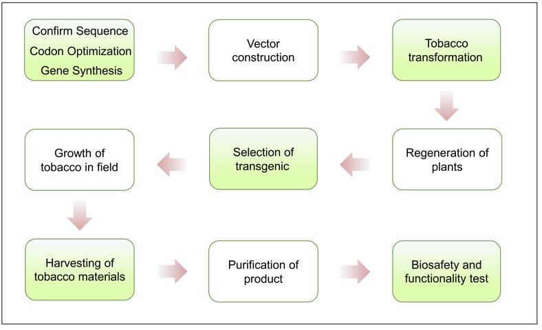 Process of tobacco-based antibody expression.