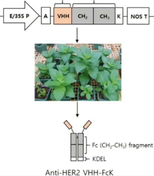 Schematic illustration of production of the plant-derived anti-HER2 VHH-FcK antibody.