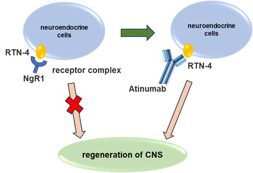 Figure 1. Atinumab Targets RTN-4 and Inhibits the Interaction Between RTN-4 and Its Receptor (Creative Biolabs Original)